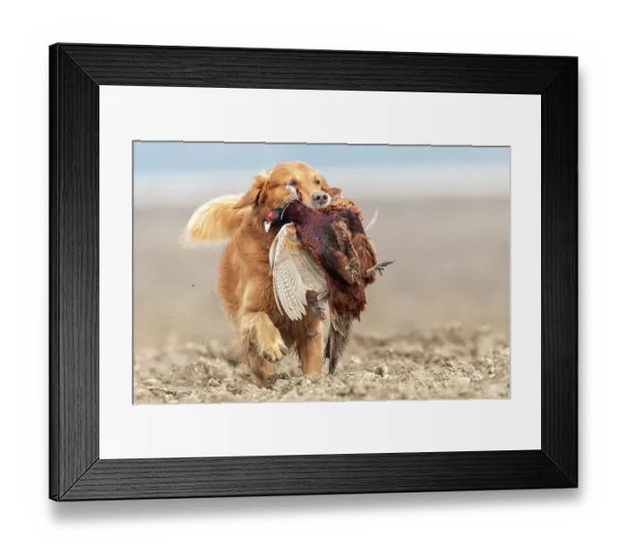 Framed Print : Golden retriever, male, carrying Common Pheasant (Phasianus colchicus) in mouth, Bas Rhin, Alsace, France. November Framed Print : Golden retriever, male, carrying Common Pheasant (Phasianus colchicus) in mouth, Bas Rhin, Alsace, France. November