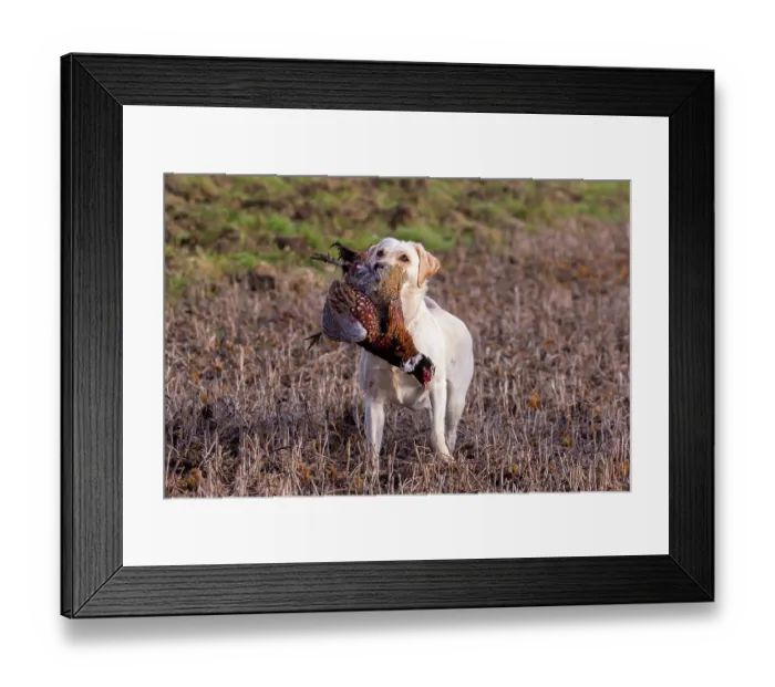 Framed Print : Labrador retriever, male, carrying Common Pheasant (Phasianus colchicus) in mouth, Bas Rhin, Alsace, France. November Framed Print : Labrador retriever, male, carrying Common Pheasant (Phasianus colchicus) in mouth, Bas Rhin, Alsace, France. November