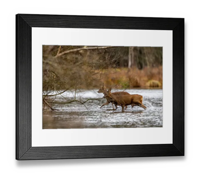 Framed Print : European roe deers (Capreolus capreolus) crossing a river, Alsace, France. December Framed Print : European roe deers (Capreolus capreolus) crossing a river, Alsace, France. December