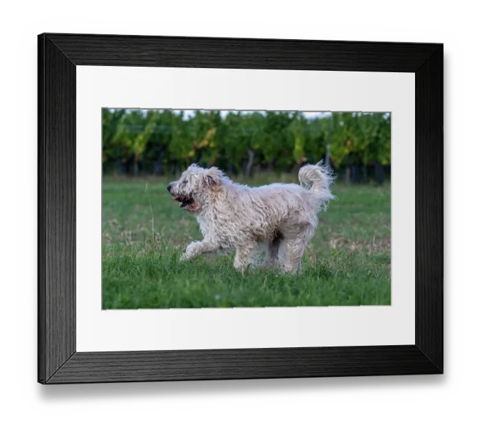 Framed Print : Irish Soft coated wheaten terrier running in a field, Alsace, France. September Framed Print : Irish Soft coated wheaten terrier running in a field, Alsace, France. September