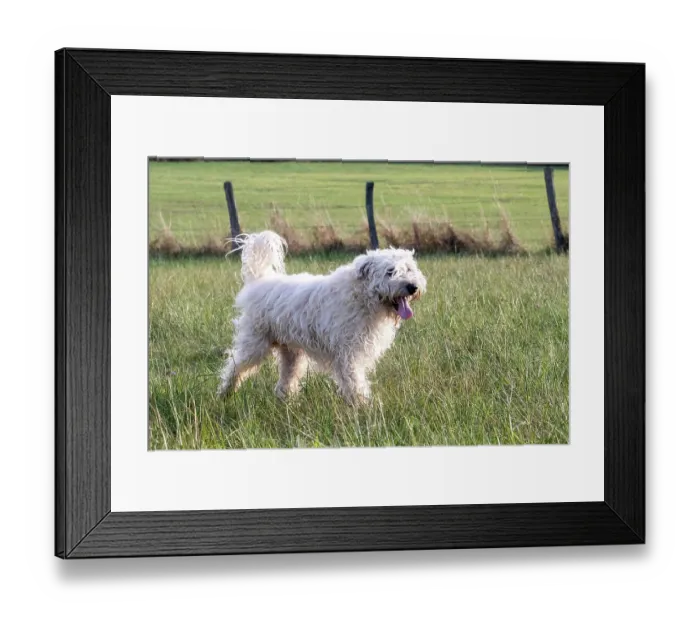 Framed Print : Irish Soft coated wheaten terrier walking in a field, Alsace, France. September Framed Print : Irish Soft coated wheaten terrier walking in a field, Alsace, France. September