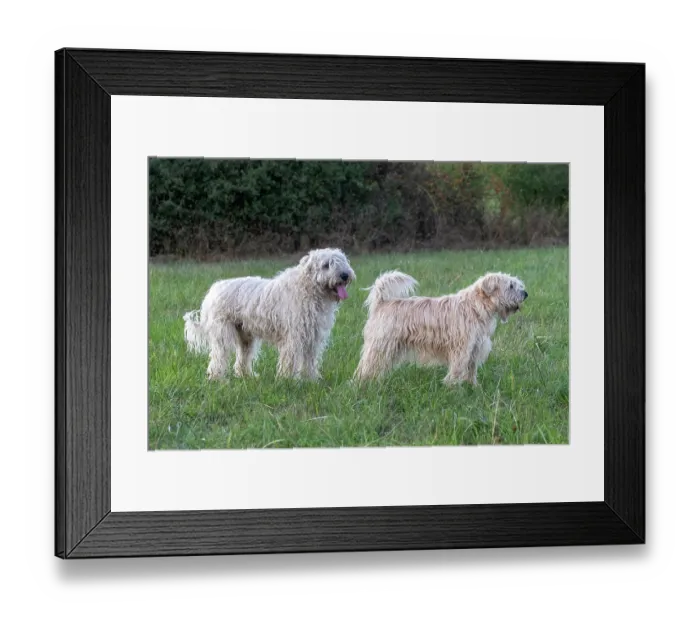 Framed Print : Two Irish Soft coated wheaten terriers, portrait, Alsace, France. September