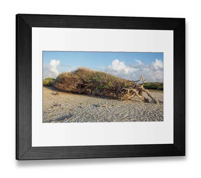 Framed Print : Aldabra tortoise (Aldabrachelys gigantea) walking on beach next to a tree growing sideways as a result of coastal winds on Case Cinq, Aldabra Atoll, Seychelles Framed Print : Aldabra tortoise (Aldabrachelys gigantea) walking on beach next to a tree growing sideways as a result of coastal winds on Case Cinq, Aldabra Atoll, Seychelles
