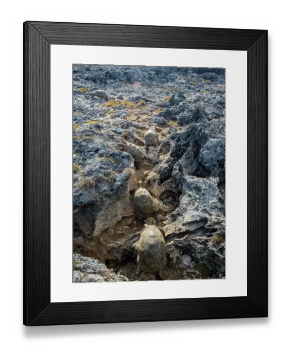 Framed Print : Group of Aldabra giant tortoises (Aldabrachelys gigantea) leaving a limestone cave on Cinq Case after sheltering from the sun during the heat of the day, Aldabra Atoll, Seychelles Framed Print : Group of Aldabra giant tortoises (Aldabrachelys gigantea) leaving a limestone cave on Cinq Case after sheltering from the sun during the heat of the day, Aldabra Atoll, Seychelles