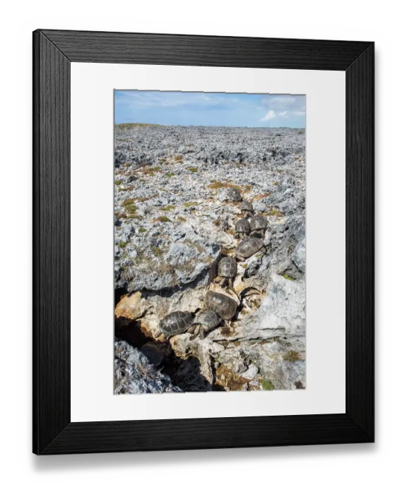 Framed Print : Group of Aldabra giant tortoises (Aldabrachelys gigantea) making their way to a limestone cave, where they will shelter during the hottest part of the day, Case Cinq Framed Print : Group of Aldabra giant tortoises (Aldabrachelys gigantea) making their way to a limestone cave, where they will shelter during the hottest part of the day, Case Cinq