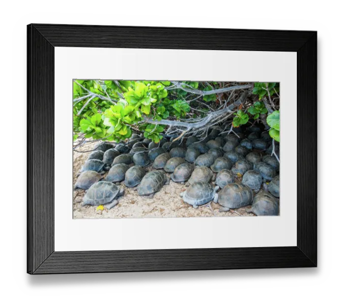 Framed Print : Group of Aldabra giant tortoises (Aldabrachelys gigantea), sheltering from the sun, Cinq Case, Aldabra Atoll, Seychelles