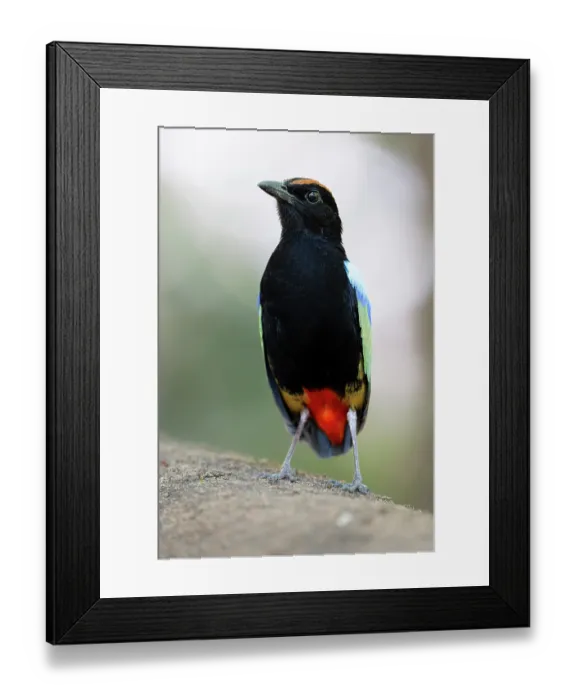 Framed Print : Rainbow pitta (Pitta iris) portrait, Adelaide River Hills, Northern Territory, Australia Framed Print : Rainbow pitta (Pitta iris) portrait, Adelaide River Hills, Northern Territory, Australia