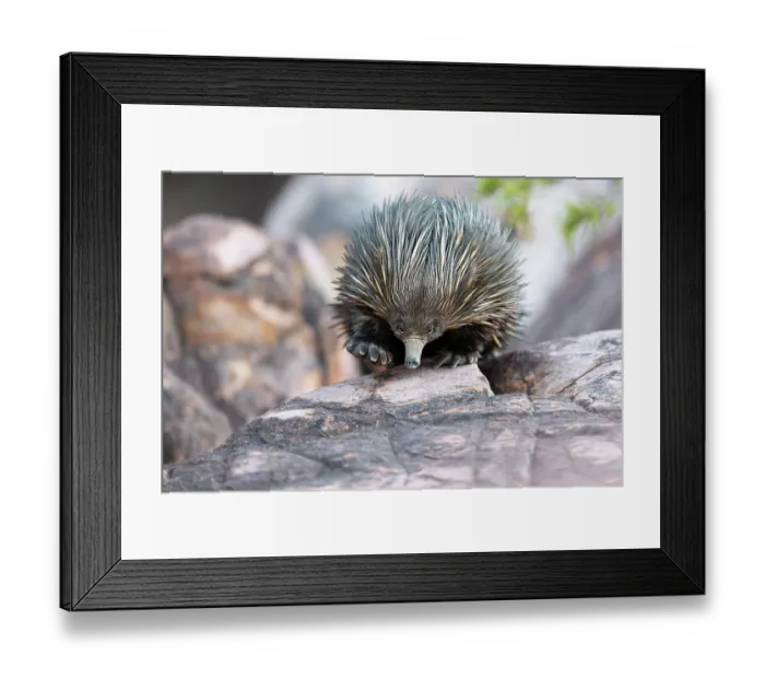 Framed Print : Short-beaked echidna (Tachyglossus aculeatus) returning to its daytime den, Adelaide River Hills, Australia Framed Print : Short-beaked echidna (Tachyglossus aculeatus) returning to its daytime den, Adelaide River Hills, Australia