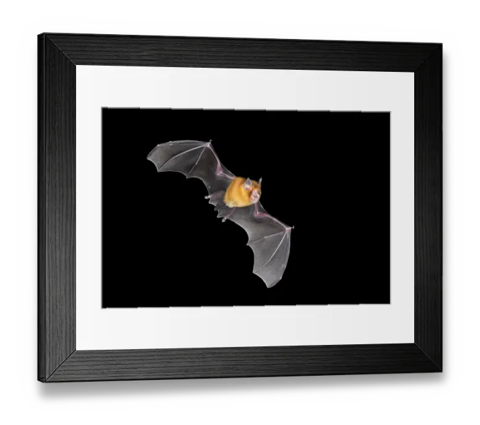 Framed Print : Orange leaf-nosed bat (Rhinonicteris aurantia) in flight at night, Adelaide River Hills, Northern Territory, Australia Framed Print : Orange leaf-nosed bat (Rhinonicteris aurantia) in flight at night, Adelaide River Hills, Northern Territory, Australia