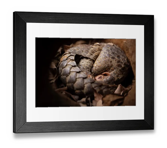 Framed Print : Formosan pangolin (Manis pentadactyla pentadactyla) sleeping, Pingtung Rescue Center for Endangered Wild Animals, Taiwan. Critically endangered Framed Print : Formosan pangolin (Manis pentadactyla pentadactyla) sleeping, Pingtung Rescue Center for Endangered Wild Animals, Taiwan. Critically endangered