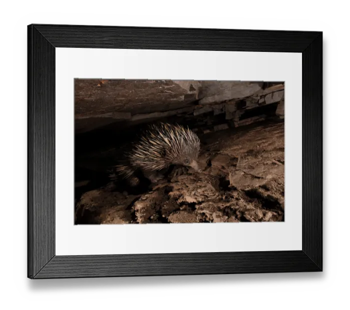 Framed Print : Short-beaked echidna (Tachyglossus aculeatus) emerging from under a rock-ledge after sunset, Adelaide River Hills, Australia. Camera trap image Framed Print : Short-beaked echidna (Tachyglossus aculeatus) emerging from under a rock-ledge after sunset, Adelaide River Hills, Australia. Camera trap image