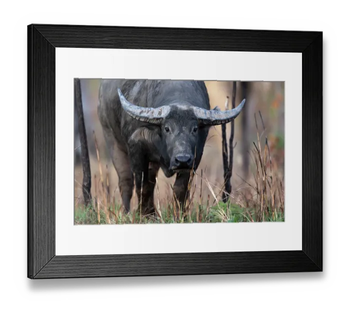Framed Print : Asian water buffalo (Bubalus bubalis) male, portrait, Adelaide River Hills, Northern Territory, Australia Framed Print : Asian water buffalo (Bubalus bubalis) male, portrait, Adelaide River Hills, Northern Territory, Australia