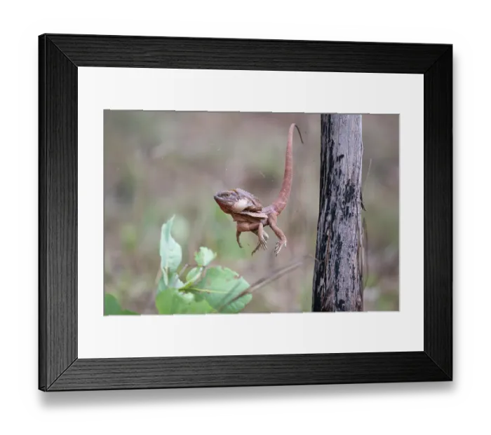 Framed Print : Frill-necked dragon (Chlamydosaurus kingii) male leaping from a perch to capture invertebrate prey, Adelaide River Hills, Northern Territory, Australia