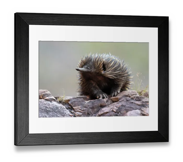 Framed Print : Short-beaked echidna (Tachyglossus aculeatus) smelling the air as it returns to its den in the early morning, Adelaide River Hills, Australia Framed Print : Short-beaked echidna (Tachyglossus aculeatus) smelling the air as it returns to its den in the early morning, Adelaide River Hills, Australia