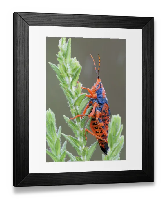 Framed Print : Leichardt's grasshopper (Petasida ephippigera) resting on food plant (Pityrodia jamesii) in the rain, Kakadu National Park, Northern Territory, Australia Framed Print : Leichardt's grasshopper (Petasida ephippigera) resting on food plant (Pityrodia jamesii) in the rain, Kakadu National Park, Northern Territory, Australia