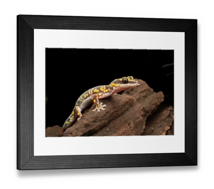 Framed Print : Marbled velvet gecko (Oedura marmorata) portrait, Victoria River region, Northern Territory, Australia Framed Print : Marbled velvet gecko (Oedura marmorata) portrait, Victoria River region, Northern Territory, Australia