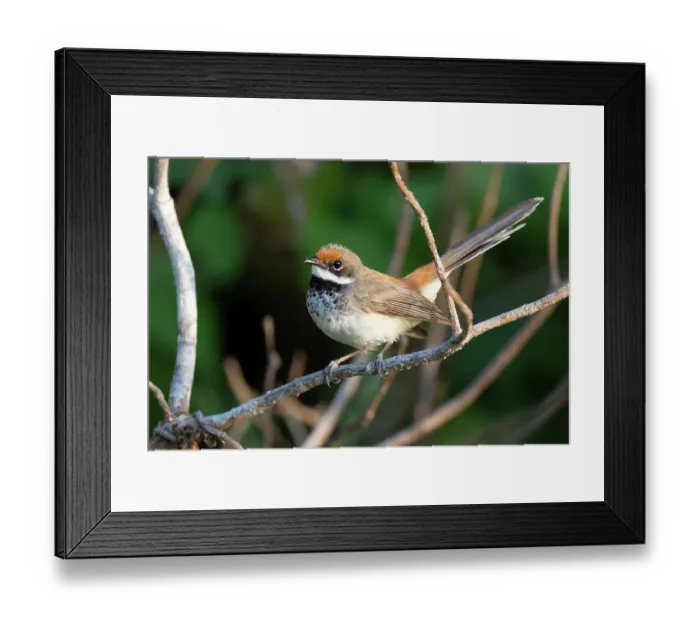 Framed Print : Arafura fantail (Rhipidura dryas) perched on branch, Corroboree Billabong, Northern Territory, Australia Framed Print : Arafura fantail (Rhipidura dryas) perched on branch, Corroboree Billabong, Northern Territory, Australia