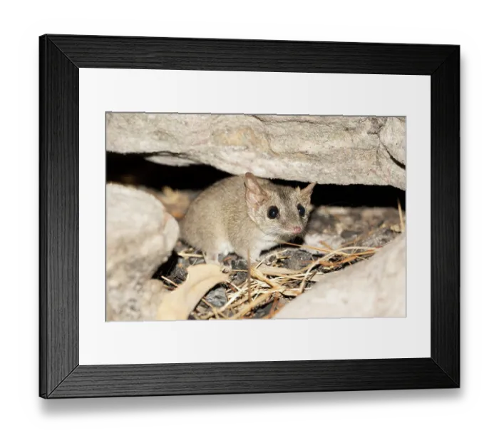 Framed Print : Sandstone false antechinus (Pseudantechinus bilarni) foraging on a scree slope at night, Adelaide RIver Hills, Northern Territory, Australia Framed Print : Sandstone false antechinus (Pseudantechinus bilarni) foraging on a scree slope at night, Adelaide RIver Hills, Northern Territory, Australia