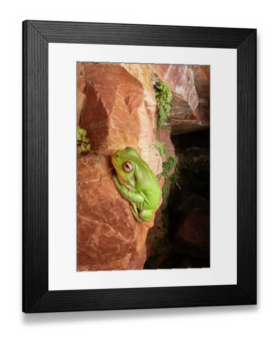 Framed Print : Group of Green frogs (Litoria caerulea) resting on sandstone rocks, Adelaide River Hills, Northern Territory, Australia Framed Print : Group of Green frogs (Litoria caerulea) resting on sandstone rocks, Adelaide River Hills, Northern Territory, Australia