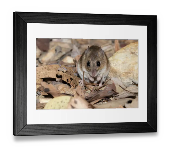 Framed Print : Kakadu pebble-mound mouse (Pseudomys calabyi) portrait, Adelaide River Hills, Northern Territory, Australia Framed Print : Kakadu pebble-mound mouse (Pseudomys calabyi) portrait, Adelaide River Hills, Northern Territory, Australia