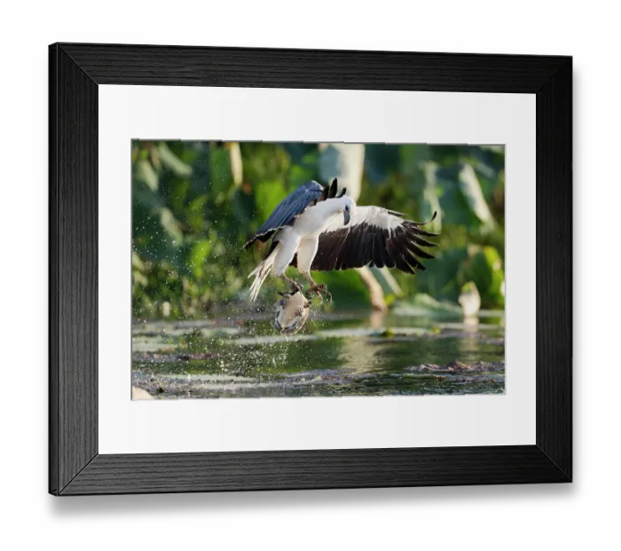 Framed Print : White-bellied sea eagle (Haliaeetus leucogaster) hunting a Northern yellow-faced turtle (Emydura tanybaraga), Corroboree Billabong, Northern Territory, Australia Framed Print : White-bellied sea eagle (Haliaeetus leucogaster) hunting a Northern yellow-faced turtle (Emydura tanybaraga), Corroboree Billabong, Northern Territory, Australia