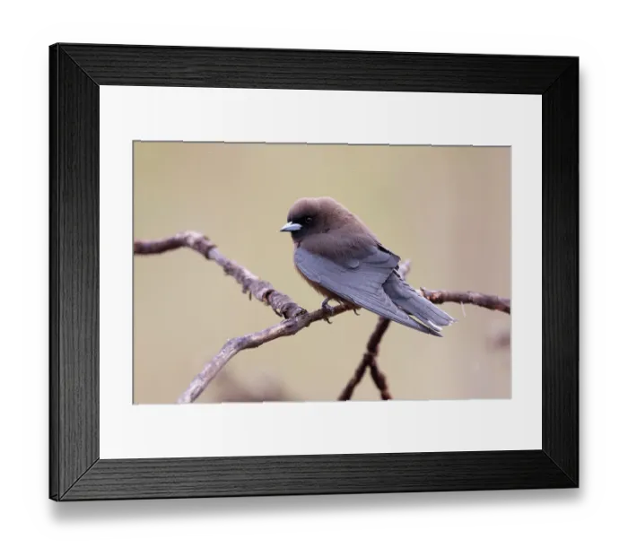 Framed Print : Little woodswallow (Artamus minor) perched on branch, Adelaide River Hills, Northern Territory, Australia Framed Print : Little woodswallow (Artamus minor) perched on branch, Adelaide River Hills, Northern Territory, Australia