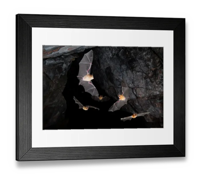 Framed Print : Dusky leaf-nosed bats (Hipposideros ater) emerging frrom a cave at dusk, Adelaide River Hills, Northern Territory, Australia. Composite image