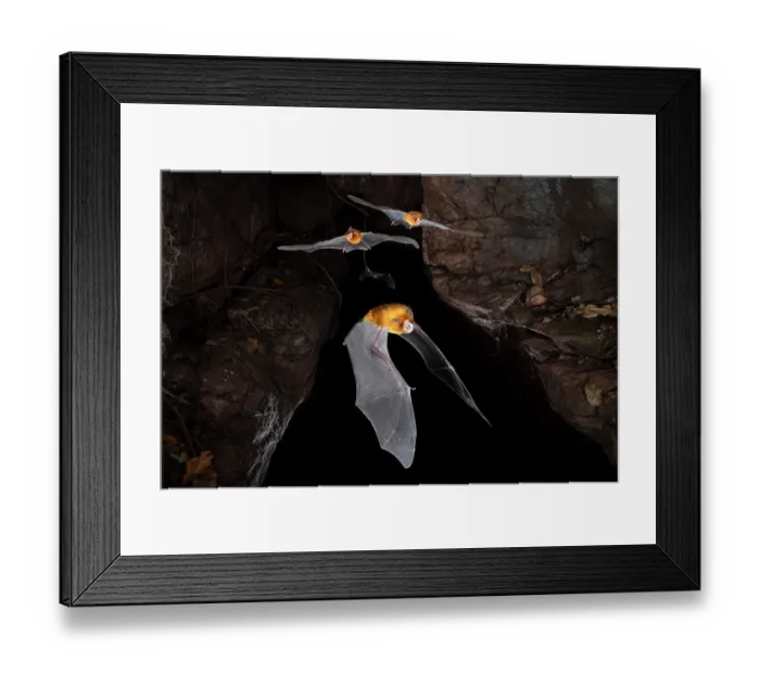 Framed Print : RF - Orange leaf-nosed bats (Rhinonicteris aurantia) emerging from a cave after sunset, Adelaide River Hills, Northern Territory, Australia. Composite image Framed Print : RF - Orange leaf-nosed bats (Rhinonicteris aurantia) emerging from a cave after sunset, Adelaide River Hills, Northern Territory, Australia. Composite image