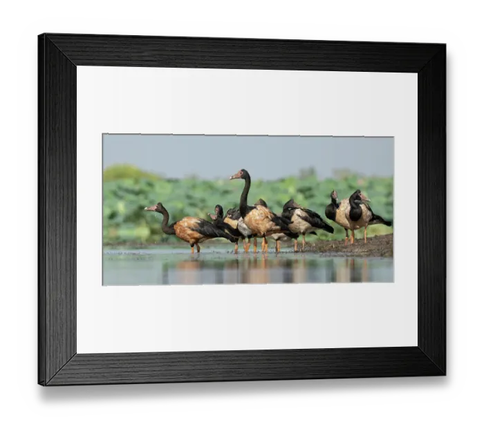 Framed Print : Flock of Magpie geese (Anseranas semipalmata) standing at water's edge, Corroboree Billabong, Northern Territory, Australia Framed Print : Flock of Magpie geese (Anseranas semipalmata) standing at water's edge, Corroboree Billabong, Northern Territory, Australia
