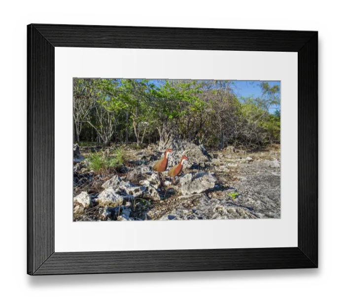 Framed Print : Aldabra rails (Dryolimnas cuvieri aldabranus) pair calling, announcing their territory, Aldabra Atoll, Seychelles Framed Print : Aldabra rails (Dryolimnas cuvieri aldabranus) pair calling, announcing their territory, Aldabra Atoll, Seychelles