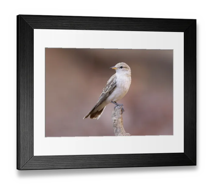 Framed Print : White-winged triller (Lalage tricolor) female perched on branch, Adelaide River Hills, Northern Territory, Australia