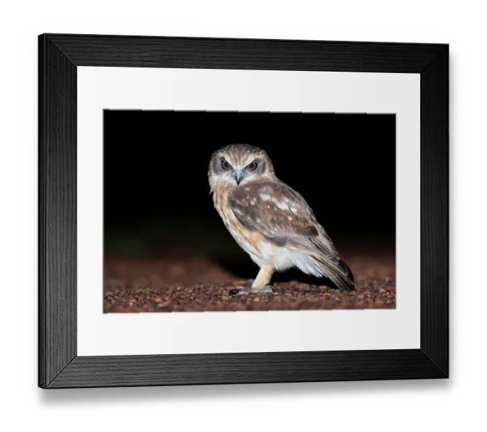 Framed Print : Southern boobook (Ninox boobook ocellata) portrait, Adelaide River Hills, Northern Territory, Australia Framed Print : Southern boobook (Ninox boobook ocellata) portrait, Adelaide River Hills, Northern Territory, Australia