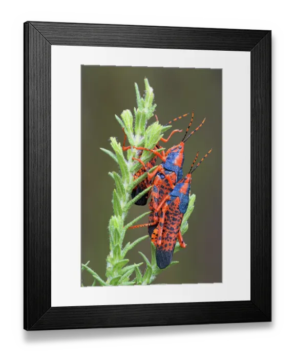 Framed Print : Leichardt's grasshoppers (Petasida ephippigera) pair mating and displaying on food plant (Pityrodia jamesii), Kakadu National Park, Northern Territory, Australia Framed Print : Leichardt's grasshoppers (Petasida ephippigera) pair mating and displaying on food plant (Pityrodia jamesii), Kakadu National Park, Northern Territory, Australia