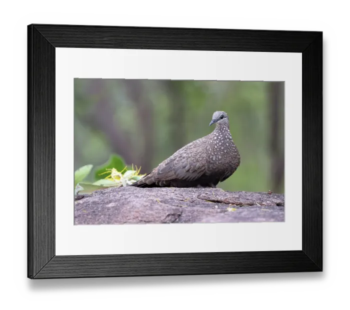 Framed Print : Chestnut-quilled rock pidgeon (Petrophassa rufipennis) resting on a rock amongst fallen Northern penda (Xanthostemon paradoxus) petals, Kakadu Nationl Park, Northern Territory Framed Print : Chestnut-quilled rock pidgeon (Petrophassa rufipennis) resting on a rock amongst fallen Northern penda (Xanthostemon paradoxus) petals, Kakadu Nationl Park, Northern Territory