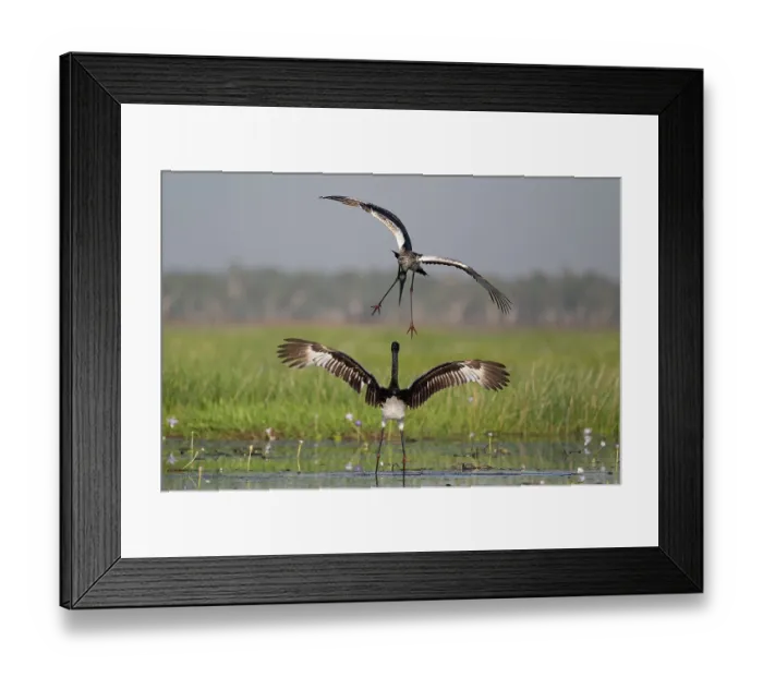 Framed Print : Two Black-necked stork (Ephippiorhynchus asiaticus) juveniles, fighting over fishing territory, Corroboree Billabong, Northern Territory, Australia Framed Print : Two Black-necked stork (Ephippiorhynchus asiaticus) juveniles, fighting over fishing territory, Corroboree Billabong, Northern Territory, Australia