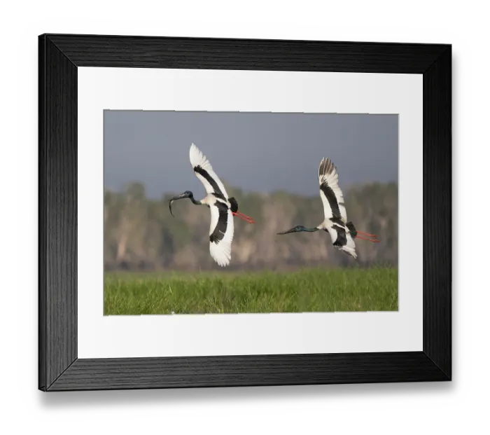 Framed Print : Two Black-necked stork (Ephippiorhynchus asiaticus) males in flight, one trying to steal fish prey from the other, Corroboree Billabong, Northern Territory, Australia Framed Print : Two Black-necked stork (Ephippiorhynchus asiaticus) males in flight, one trying to steal fish prey from the other, Corroboree Billabong, Northern Territory, Australia