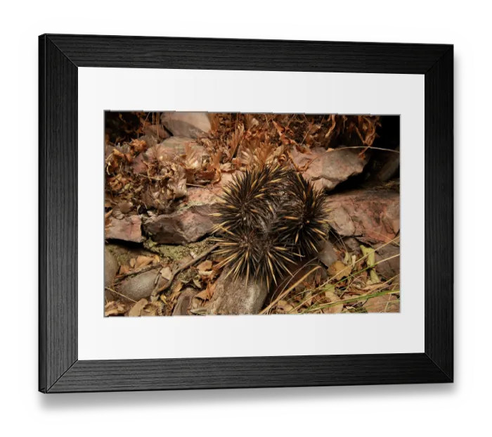 Framed Print : Short-beaked echidna (Tachyglossus aculeatus) active at night in a sandstone gorge, Adelaide River Hills, Australia Framed Print : Short-beaked echidna (Tachyglossus aculeatus) active at night in a sandstone gorge, Adelaide River Hills, Australia
