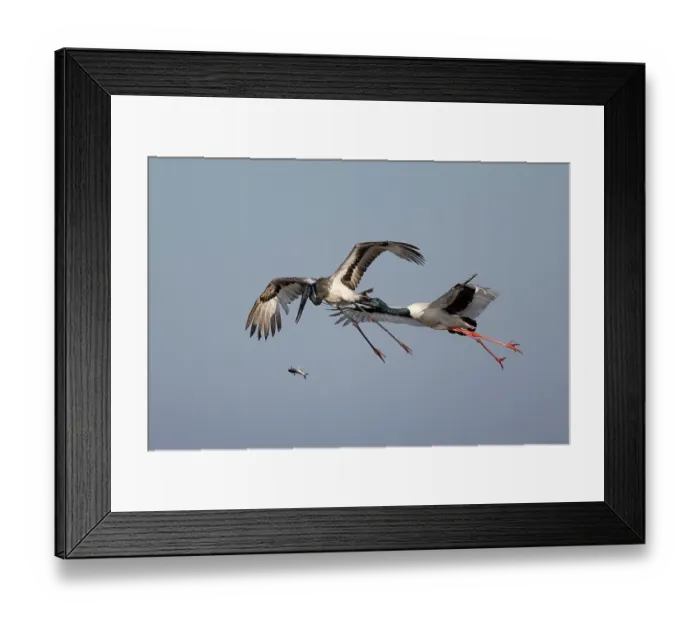 Framed Print : Black-necked stork (Ephippiorhynchus asiaticus) male in flight harassing a juvenile bird to steal is catch, Corroboree Billabong, Northern Territory, Australia Framed Print : Black-necked stork (Ephippiorhynchus asiaticus) male in flight harassing a juvenile bird to steal is catch, Corroboree Billabong, Northern Territory, Australia