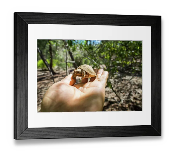 Framed Print : Aldabra giant tortoise (Aldabrachelys gigantea) hatchling in the palm of a hand, Aldabra Atoll, Seychelles Framed Print : Aldabra giant tortoise (Aldabrachelys gigantea) hatchling in the palm of a hand, Aldabra Atoll, Seychelles