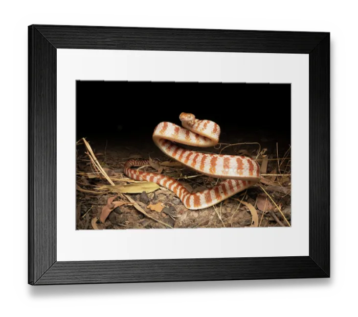 Framed Print : RF - Brown tree snake (Boiga irregularis) in defensive posture, Adelaide River Hills, Northern Territory, Australia Framed Print : RF - Brown tree snake (Boiga irregularis) in defensive posture, Adelaide River Hills, Northern Territory, Australia