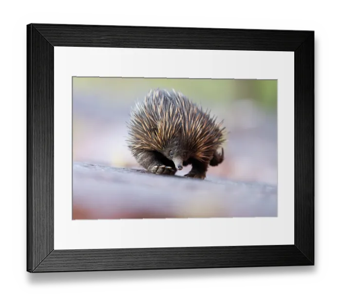 Framed Print : RF - Short-beaked echidna (Tachyglossus aculeatus) returning to its daytime den, Adelaide River Hills, Australia