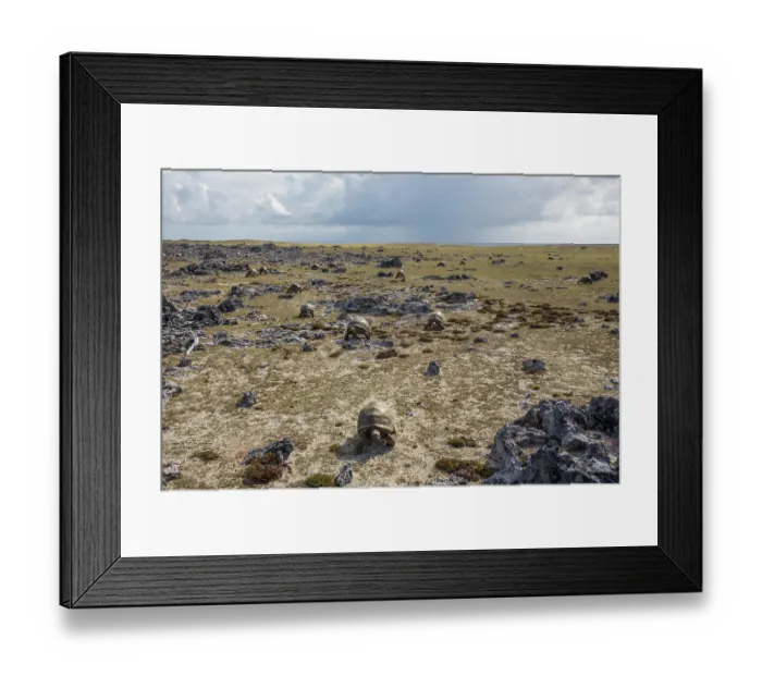 Framed Print : Large group of Aldabra giant tortoises (Aldabrachelys gigantea) looking for shelter from the midday sun, Case Cinq, Aldabra Atoll, Seychelles Framed Print : Large group of Aldabra giant tortoises (Aldabrachelys gigantea) looking for shelter from the midday sun, Case Cinq, Aldabra Atoll, Seychelles