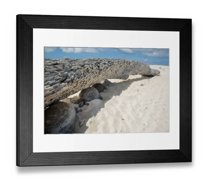 Framed Print : Aldabra giant tortoises (Aldabrachelys gigantea) sheltering from the sun under a washed up tree trunk, Cinq Case, Aldabra Atoll, Seychelles Framed Print : Aldabra giant tortoises (Aldabrachelys gigantea) sheltering from the sun under a washed up tree trunk, Cinq Case, Aldabra Atoll, Seychelles