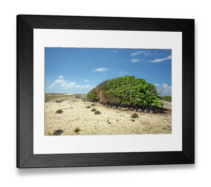 Framed Print : Group of Aldabra giant tortoises (Aldabrachelys gigantea) sheltering from the sun under a tree, Cinq Case, Aldabra Atoll, Seychelles Framed Print : Group of Aldabra giant tortoises (Aldabrachelys gigantea) sheltering from the sun under a tree, Cinq Case, Aldabra Atoll, Seychelles