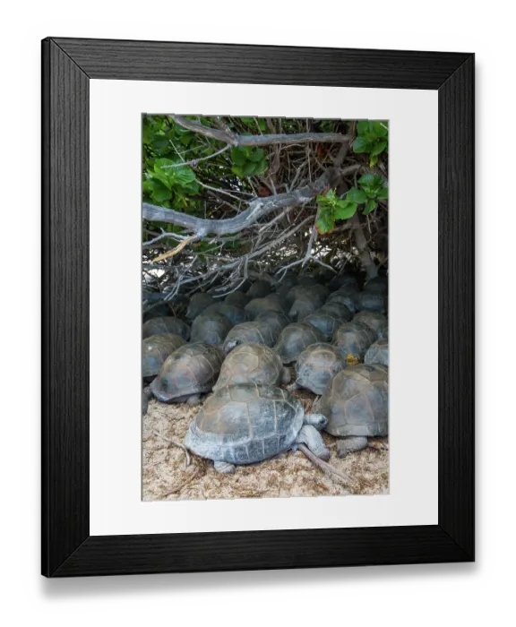 Framed Print : Group of Aldabra giant tortoises (Aldabrachelys gigantea) sheltering from the sun, Aldabra Atoll, Seychelles Framed Print : Group of Aldabra giant tortoises (Aldabrachelys gigantea) sheltering from the sun, Aldabra Atoll, Seychelles