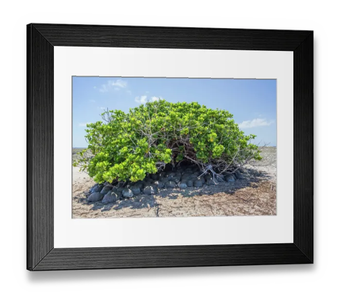 Framed Print : Group of Aldabra giant tortoises (Aldabrachelys gigantea) sheltering from the sun, Cinq Case, Aldabra Atoll, Seychelles Framed Print : Group of Aldabra giant tortoises (Aldabrachelys gigantea) sheltering from the sun, Cinq Case, Aldabra Atoll, Seychelles