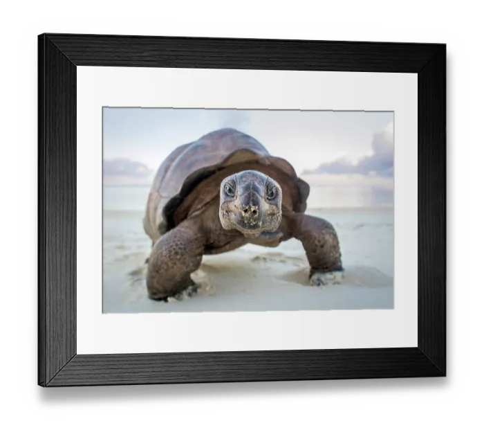 Framed Print : Aldabra giant tortoise (Aldabrachelys gigantea) walking on sandy beach, Aldabra Atoll, Seychelles Framed Print : Aldabra giant tortoise (Aldabrachelys gigantea) walking on sandy beach, Aldabra Atoll, Seychelles