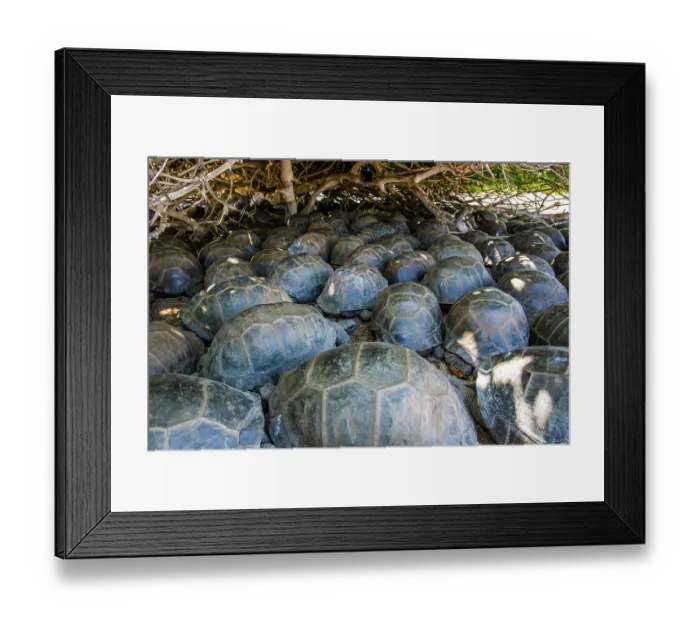 Framed Print : Group of Aldabra giant tortoises (Aldabrachelys gigantea), sheltering from the sun, Cinq Case, Aldabra Atoll, Seychelles Framed Print : Group of Aldabra giant tortoises (Aldabrachelys gigantea), sheltering from the sun, Cinq Case, Aldabra Atoll, Seychelles