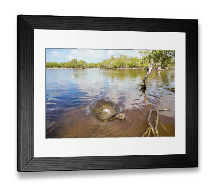 Framed Print : Aldabra giant tortoise (Aldabrachelys gigantea) swimming in a mangrove swamp, Cinq Case, Aldabra Atoll, Seychelles Framed Print : Aldabra giant tortoise (Aldabrachelys gigantea) swimming in a mangrove swamp, Cinq Case, Aldabra Atoll, Seychelles