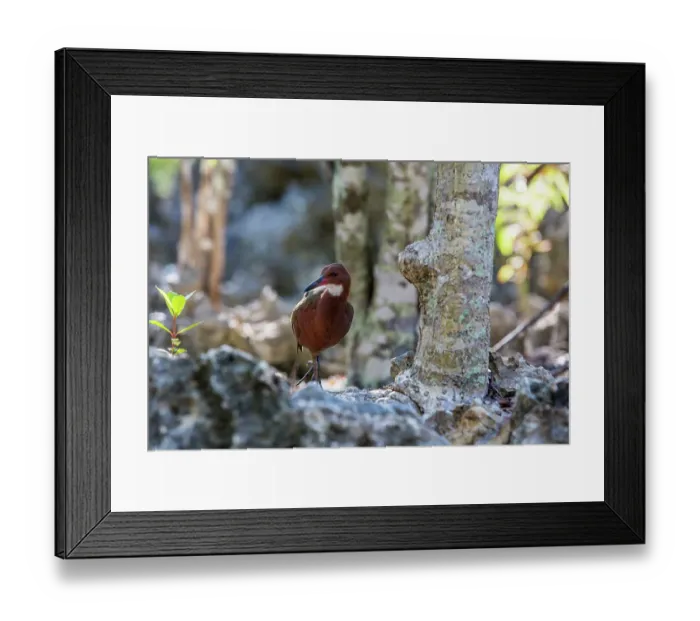 Framed Print : Aldabra rail (Dryolimnas cuvieri aldabranus) portrait, Aldabra Atoll, Seychelles Framed Print : Aldabra rail (Dryolimnas cuvieri aldabranus) portrait, Aldabra Atoll, Seychelles